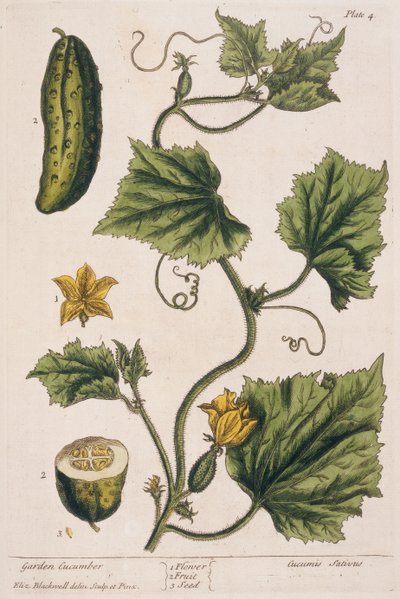 Pepino de jardín, lámina 4 de 