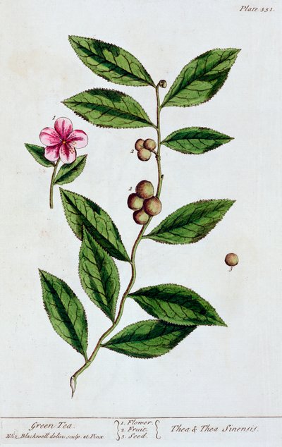 Té verde de Elizabeth Blackwell