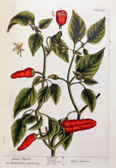 Pimienta de Guinea, lámina 129 de 