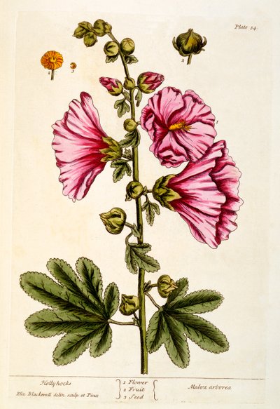 Malvarrosas, lámina 54 de 