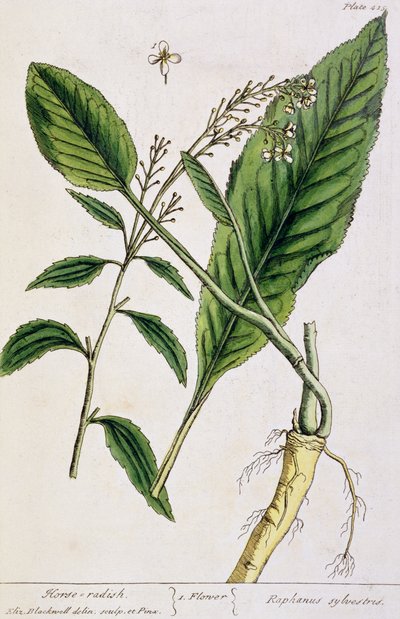 Rábano picante, placa 415 de 