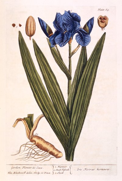 Iris, lámina 69 de 