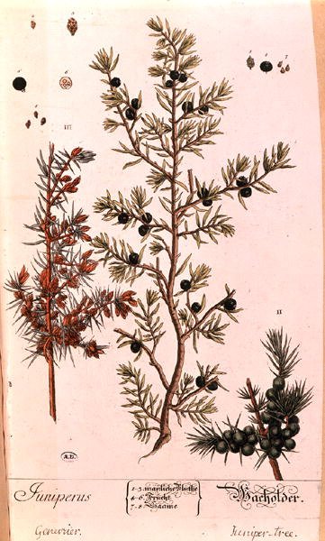 Enebro (Juniperus) placa de la edición alemana de 
