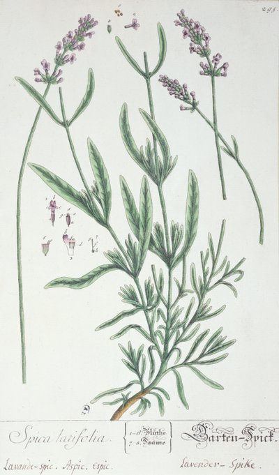 Espiga de lavanda, lámina de 