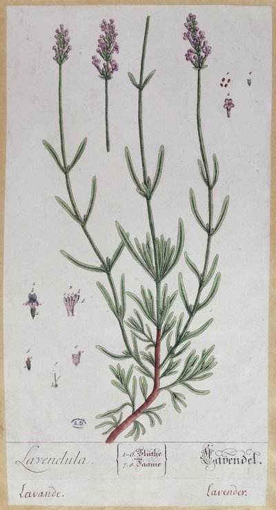 Lavanda, lámina de 