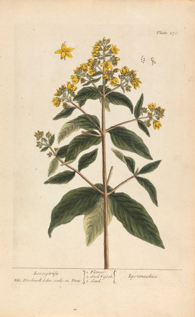 Lysimachia (Loosestrife), lámina 278 de "A Curious Herbal", volumen II, Londres, 1737 de Elizabeth Blackwell