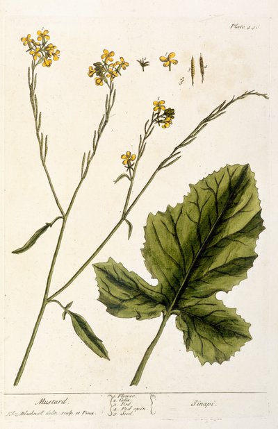 Mostaza, lámina 446 de 