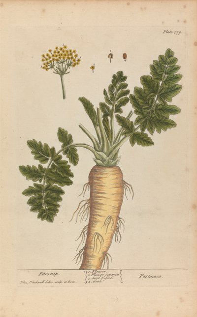 Pastinaca (chirivía), lámina 379 de "A Curious Herbal", volumen II, Londres, 1737 de Elizabeth Blackwell