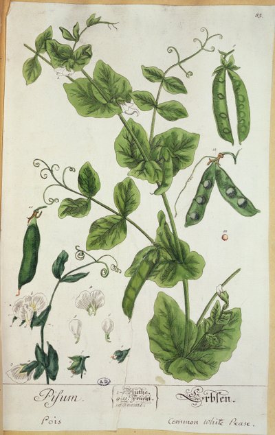 Guisante, lámina de 