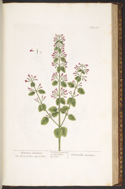 Placa 166, Mountain Calamint, de 