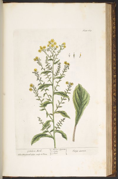 Placa 169, Golden Rod, de 