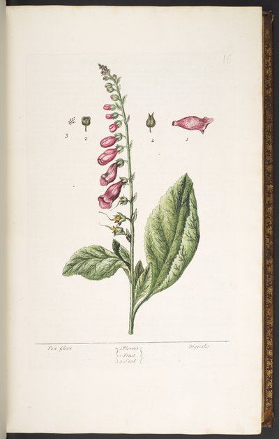 Placa 16, Fox Glove, de 