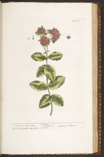 Placa 191, Orpine o Live-Long, de 
