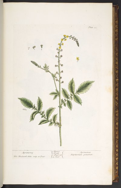 Placa 21, Agrimony, de 