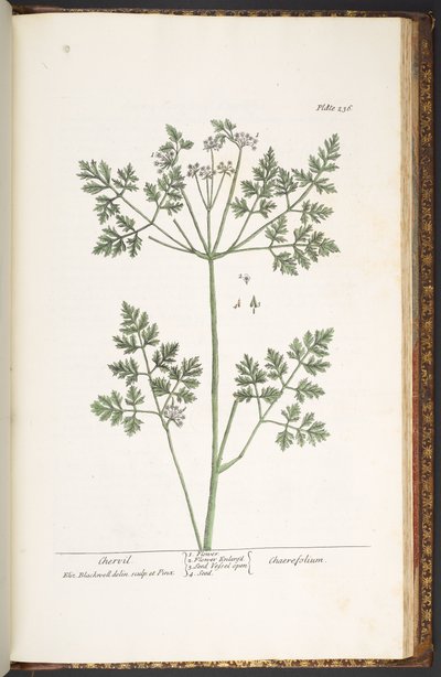 Lámina 236, Perifollo, de 