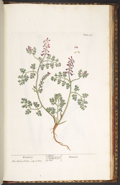 Placa 237, Fumitory, de 