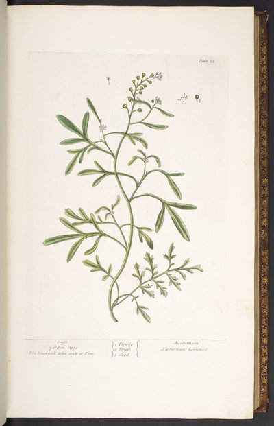 Placa 23, Garden Cress, de 