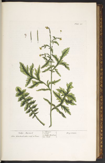 Placa 28, Hedge Mustard, de 
