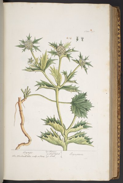 Lámina 297, Eryngo, de 