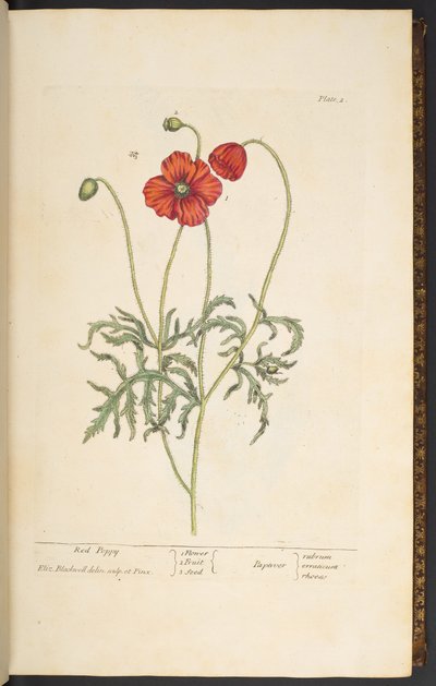 Placa 2, amapola roja, de 