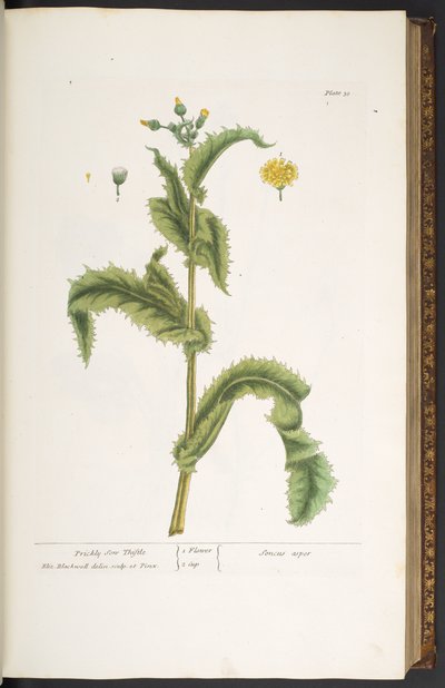 Placa 30, Prickly Son Thistle, de 
