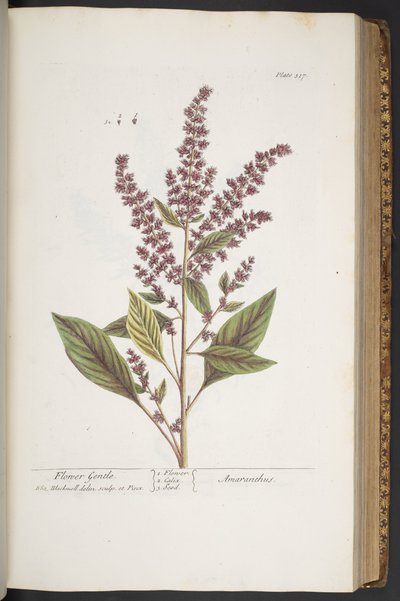 Lámina 317, Flor Suave o Amaranthus, de 