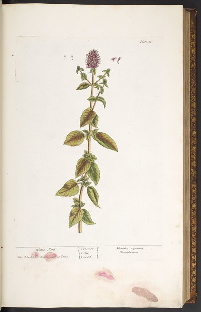 Lámina 32, Water Mint, de 