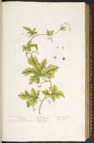 Placa 37, Bryony, de 