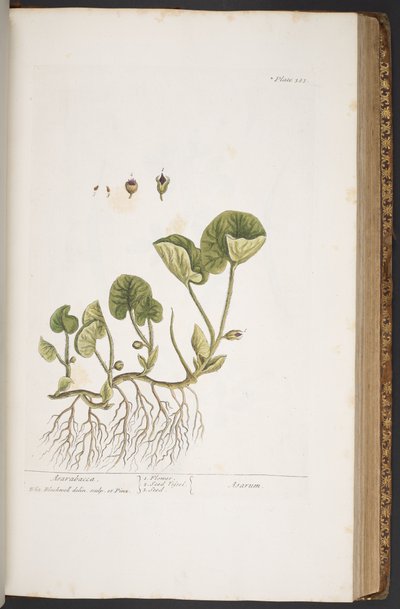 Lámina 383, de 