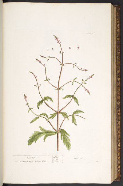 Placa 41, Vervain, de 