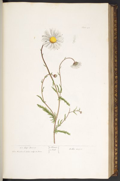 Placa 42, Ox-Eye Daisy, de 