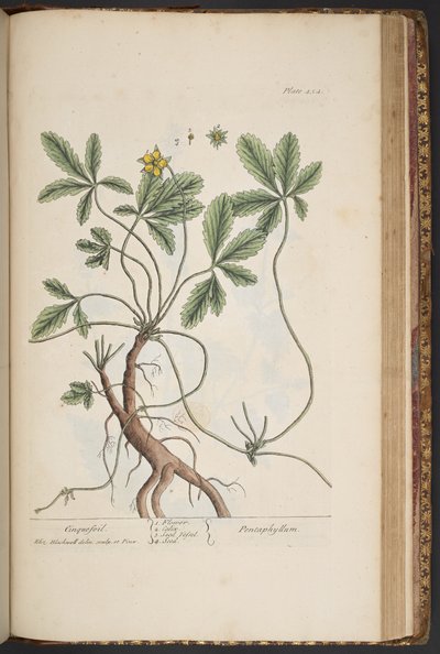 Placa 454, Cinquefoil, de 