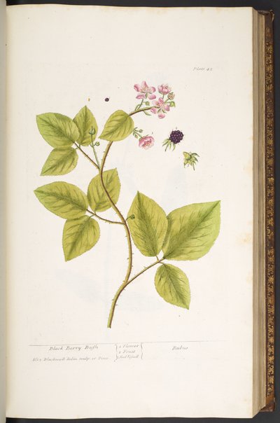 Placa 45, Black Berry Bush, de 