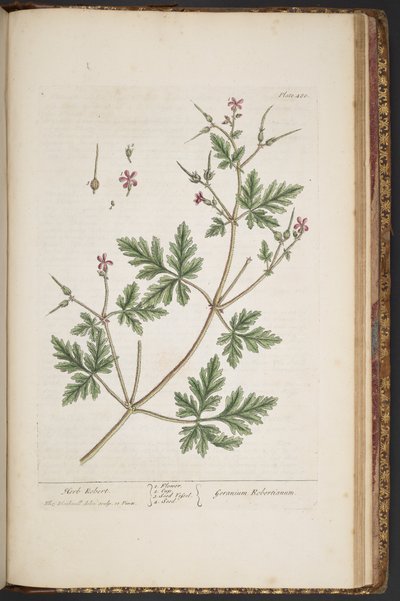 Lámina 480, Herb Robert, de 