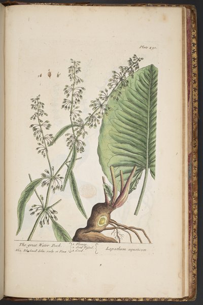 Lámina 490, de 