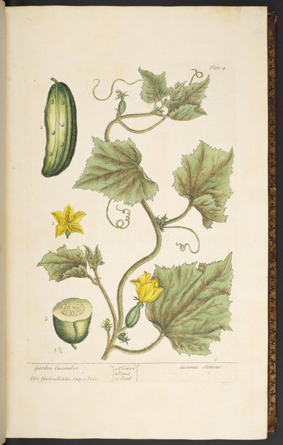 Placa 4, pepino de jardín, de 