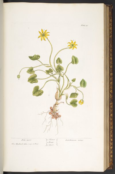 Placa 51, Pile-Wort, de 