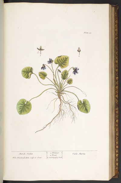Placa 55, violeta de marzo, de 