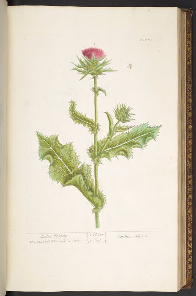Placa 79, Ladies Thistle, de 