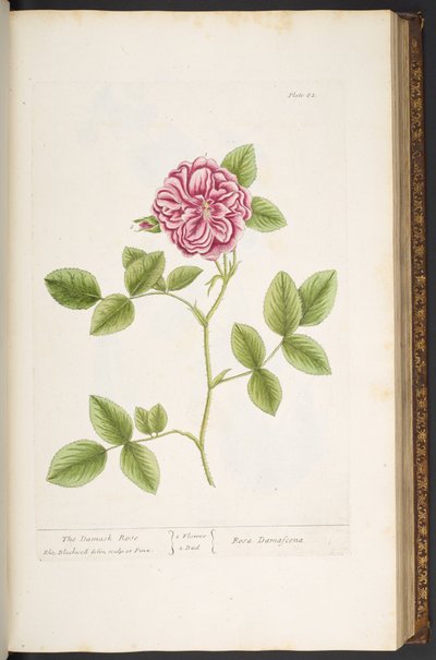 Placa 82, Damask Rose, de 