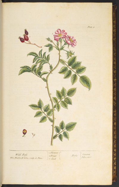 Placa 8, Wild Rose, de 