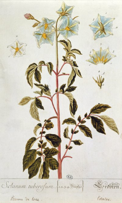 Flores de patata, lámina de 