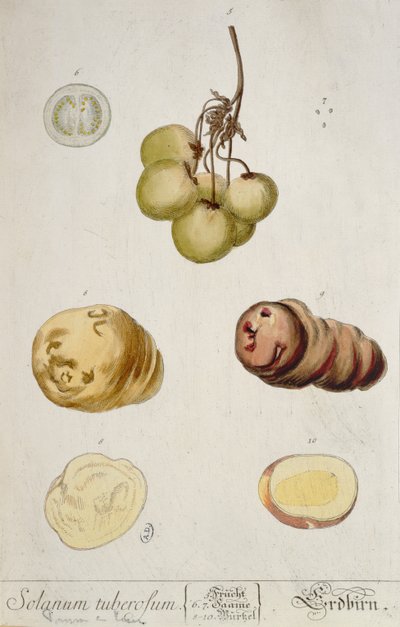 Tubérculos de patata, lámina de 