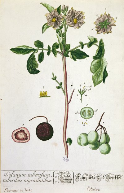Planta y fruto de papa, lámina de 