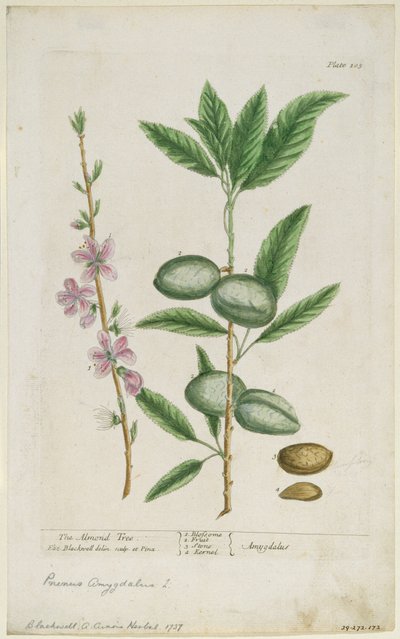 Prunus amygdalis dulcis. Almendra dulce, 1737 de Elizabeth Blackwell