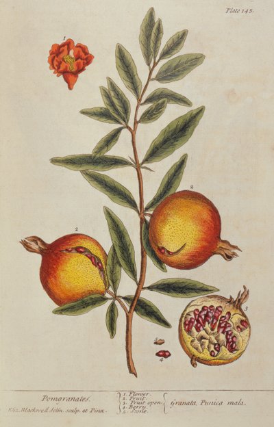 Punica granatum, de Una Hierba Curiosa, 1782 de Elizabeth Blackwell