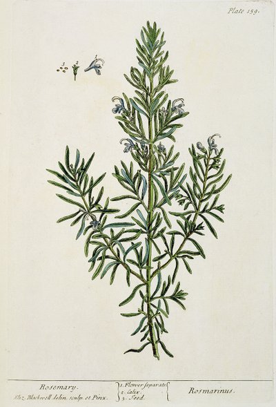 Rosmarinus Officinalis, de 