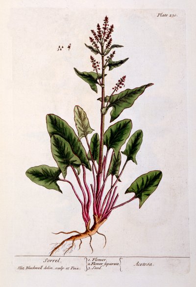 Acedera, lámina 230 de 