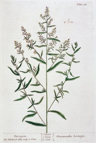 Estragón, 1782 de Elizabeth Blackwell