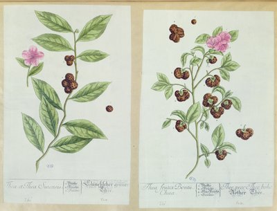 Té y té de China, lámina de 